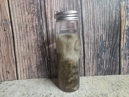 White Tabby Cat Paw Wet Specimen