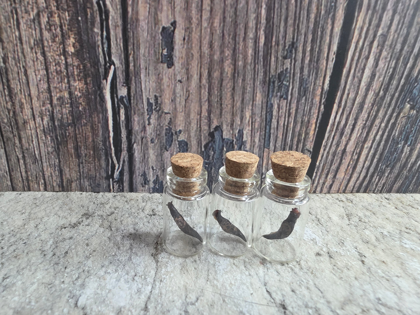 Dry Preserved Leopard Slug Curio Vial