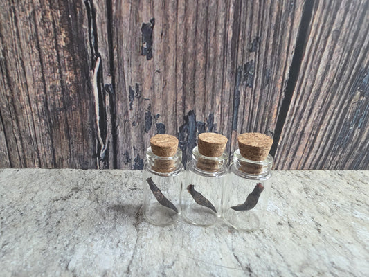 Dry Preserved Leopard Slug Curio Vial
