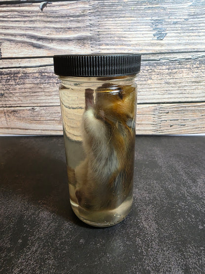 Hamster Wet Specimen (L)