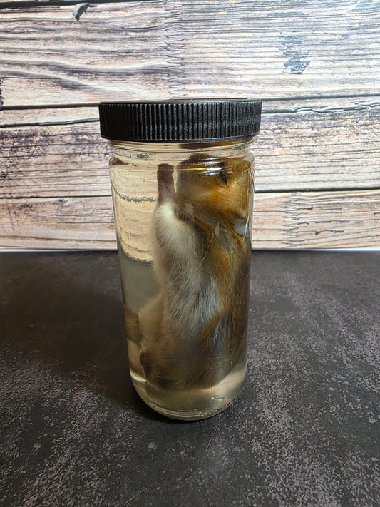 Hamster Wet Specimen (L)