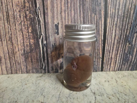 Imperfect Black Cat Kidney Wet Specimen