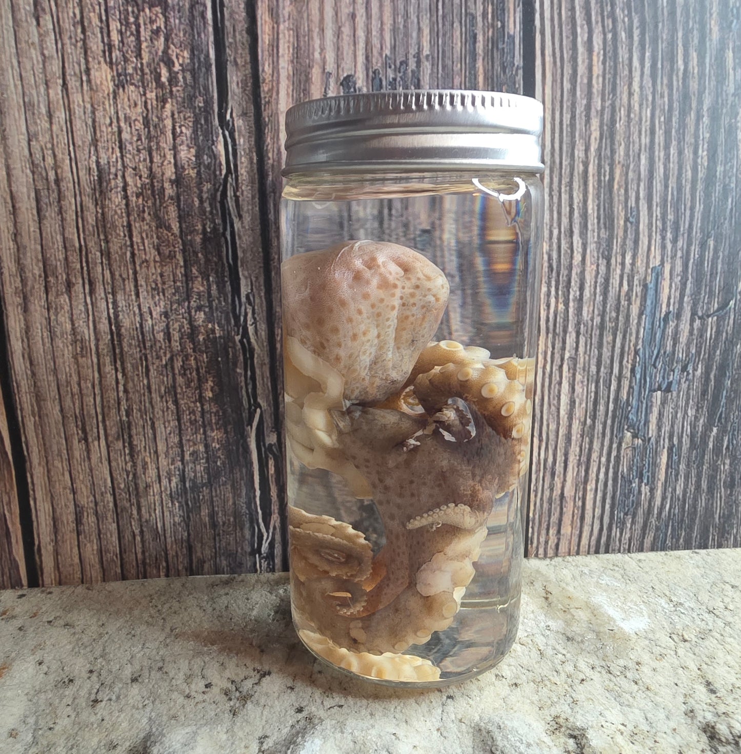 Octopus Wet Specimen (Pathological, Silver Lid Sm)