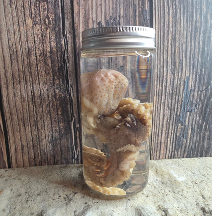 Octopus Wet Specimen (Pathological, Silver Lid Sm)