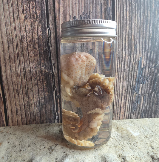 Octopus Wet Specimen (Pathological, Silver Lid Sm)