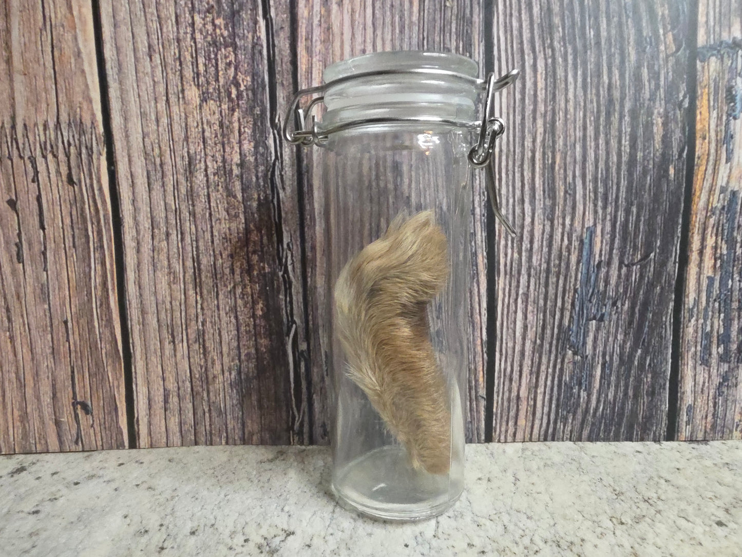 Dry Preserved Cottontail Rabbit Foot Curio Vial