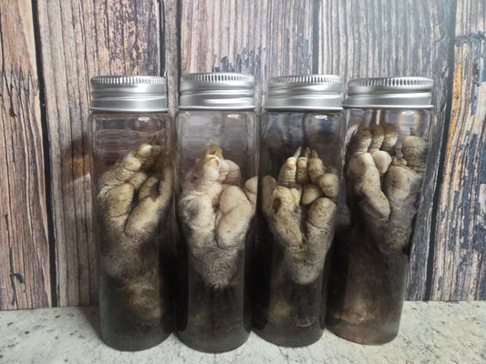 Virginia Opossum Back Paw Wet Specimen