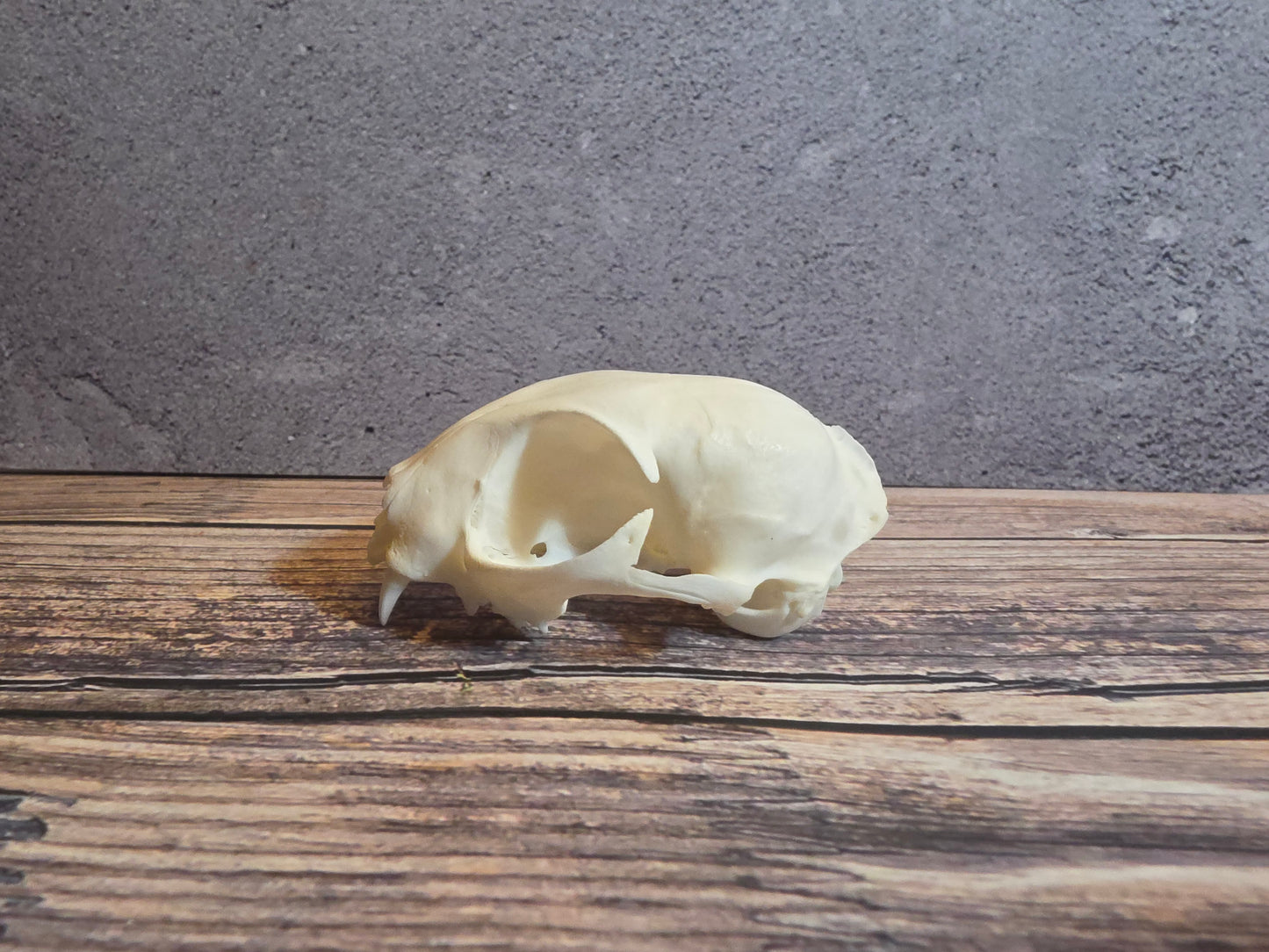 Domestic Cat Skull (Upper Half)
