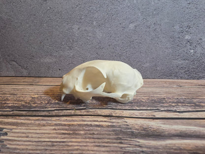 Domestic Cat Skull (Upper Half)