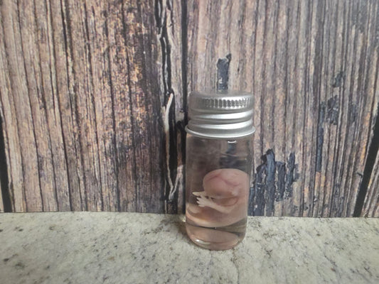 Domestic Cat Fetus Wet Specimen (25-28 Days Old) (#1)
