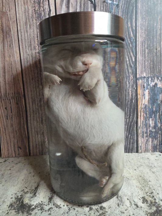 Great Pyranees Stillborn Puppy Wet Specimen (#2)