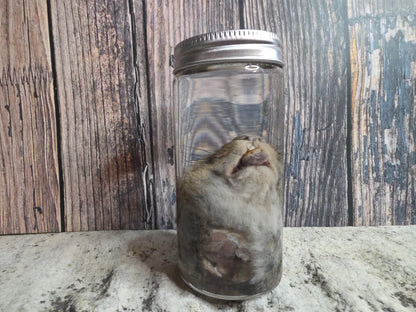 Squirrel Head Wet Specimen (#2)