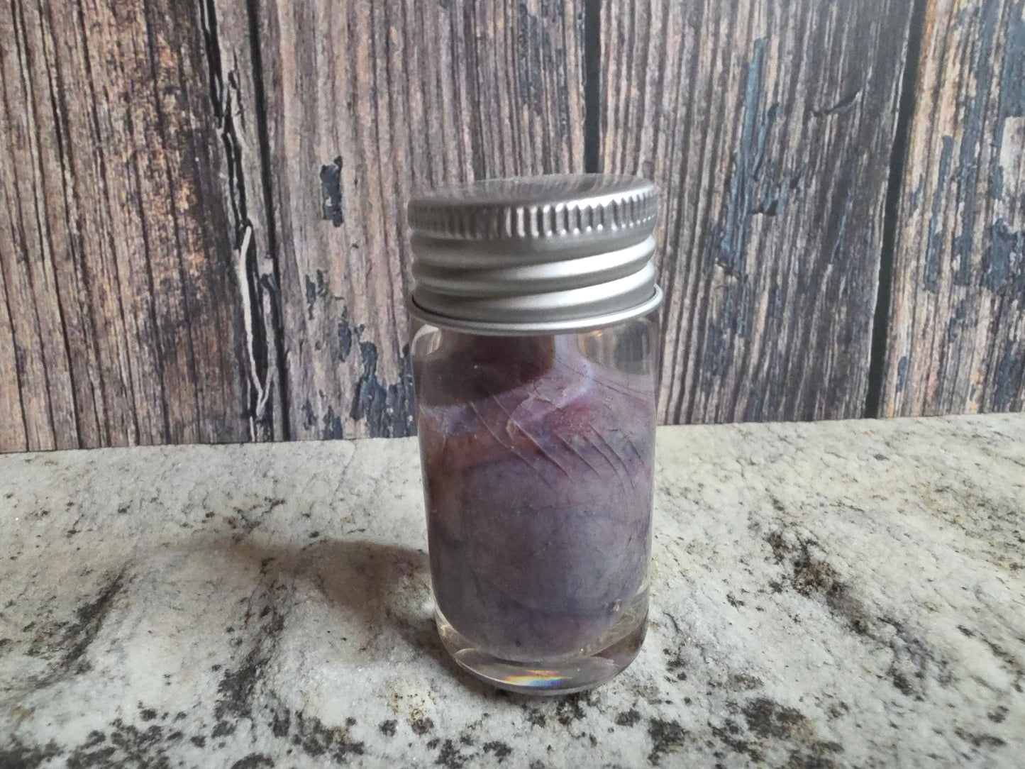 Domestic Black Cat Cat Kidney Wet Specimen
