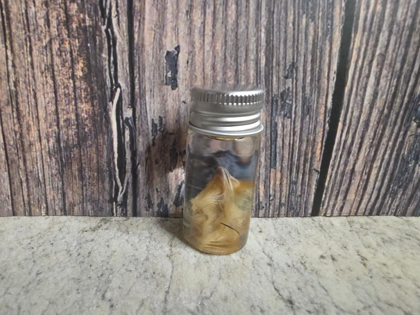 Quail Head Wet Specimen Vial