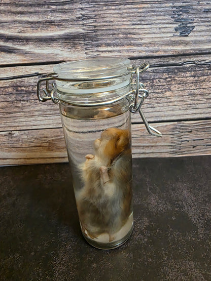 Hamster Wet Specimen (Sm) #3