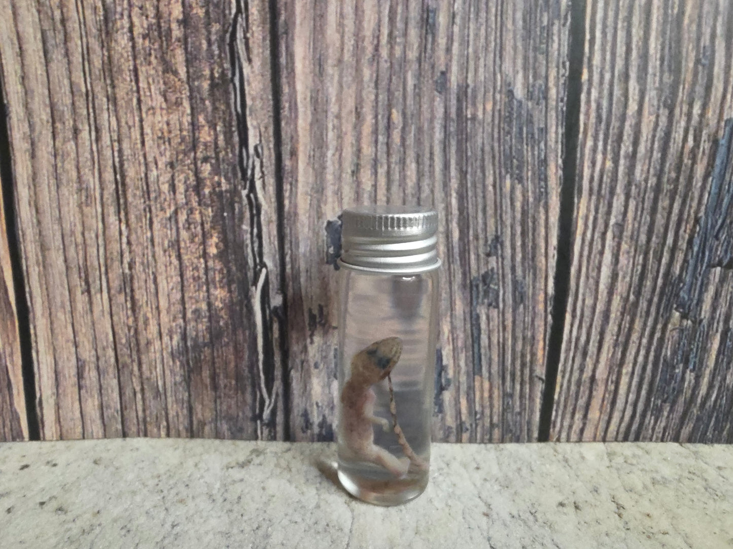 Gecko Wet Specimen (#1)