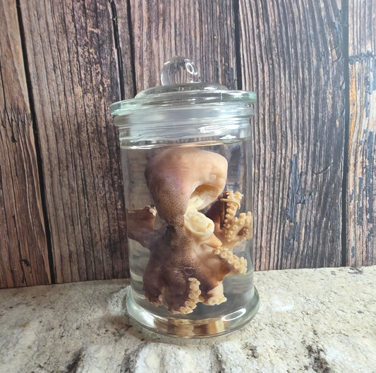 Octopus Wet Specimen (Pathological)