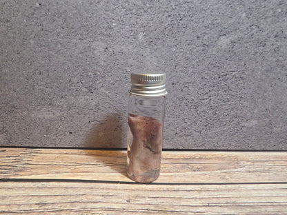 Tuxedo Kitten Tongue Wet Specimen