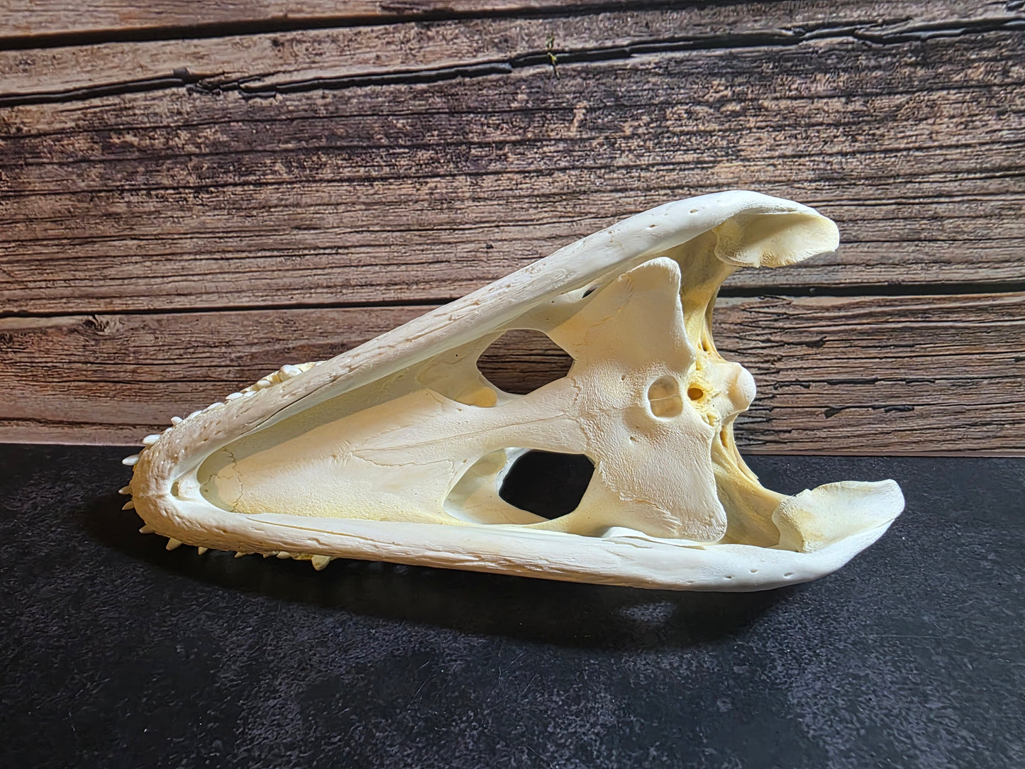 Crocodile Skull