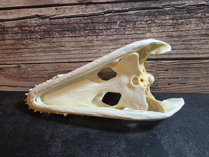 Crocodile Skull