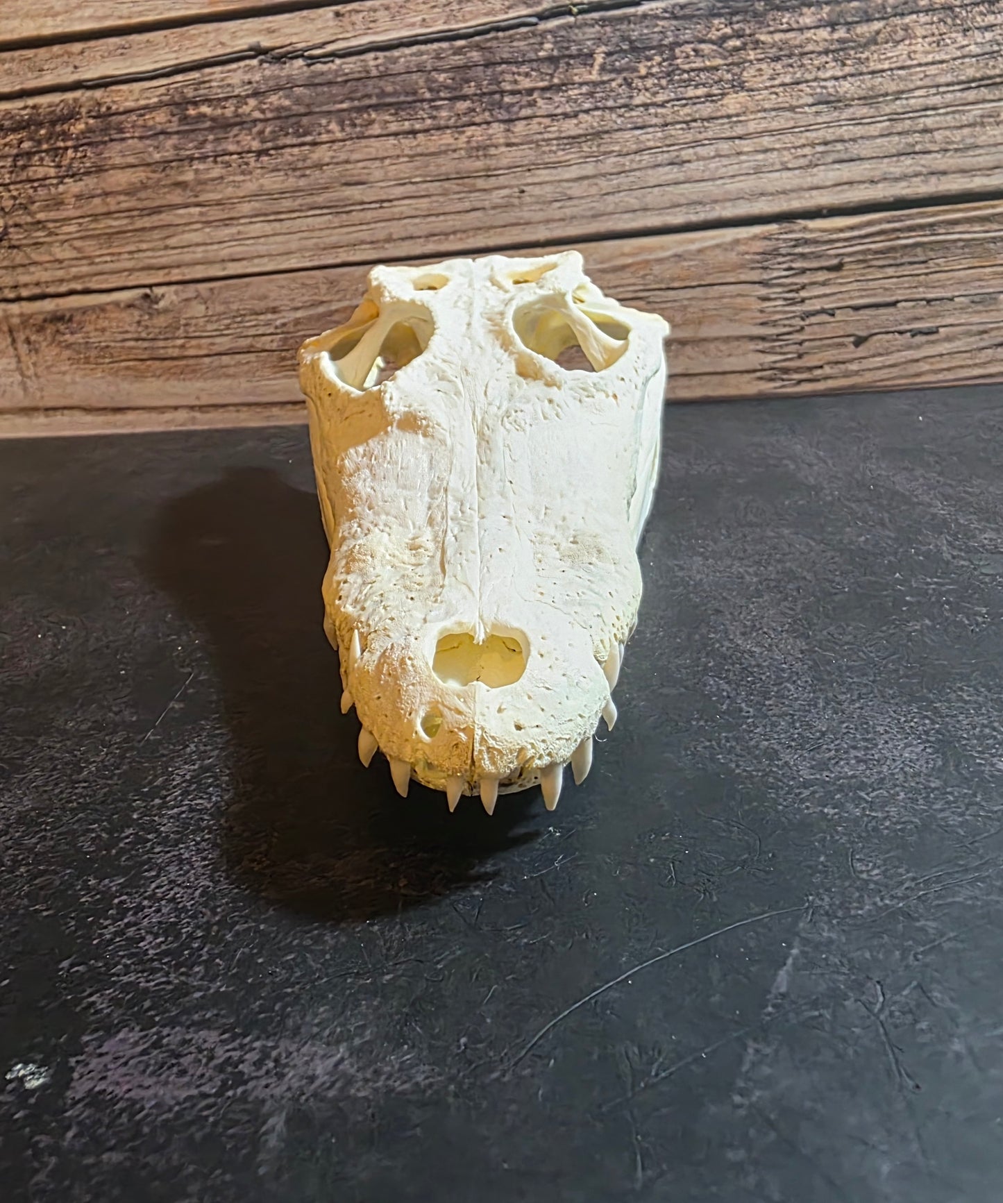 Crocodile Skull