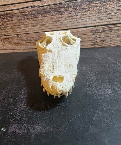 Crocodile Skull