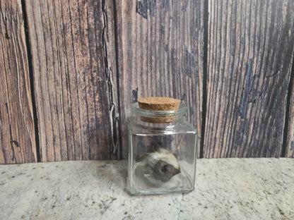 Dry Preserved Raccoon Nose Curio Vial (Cork Top)