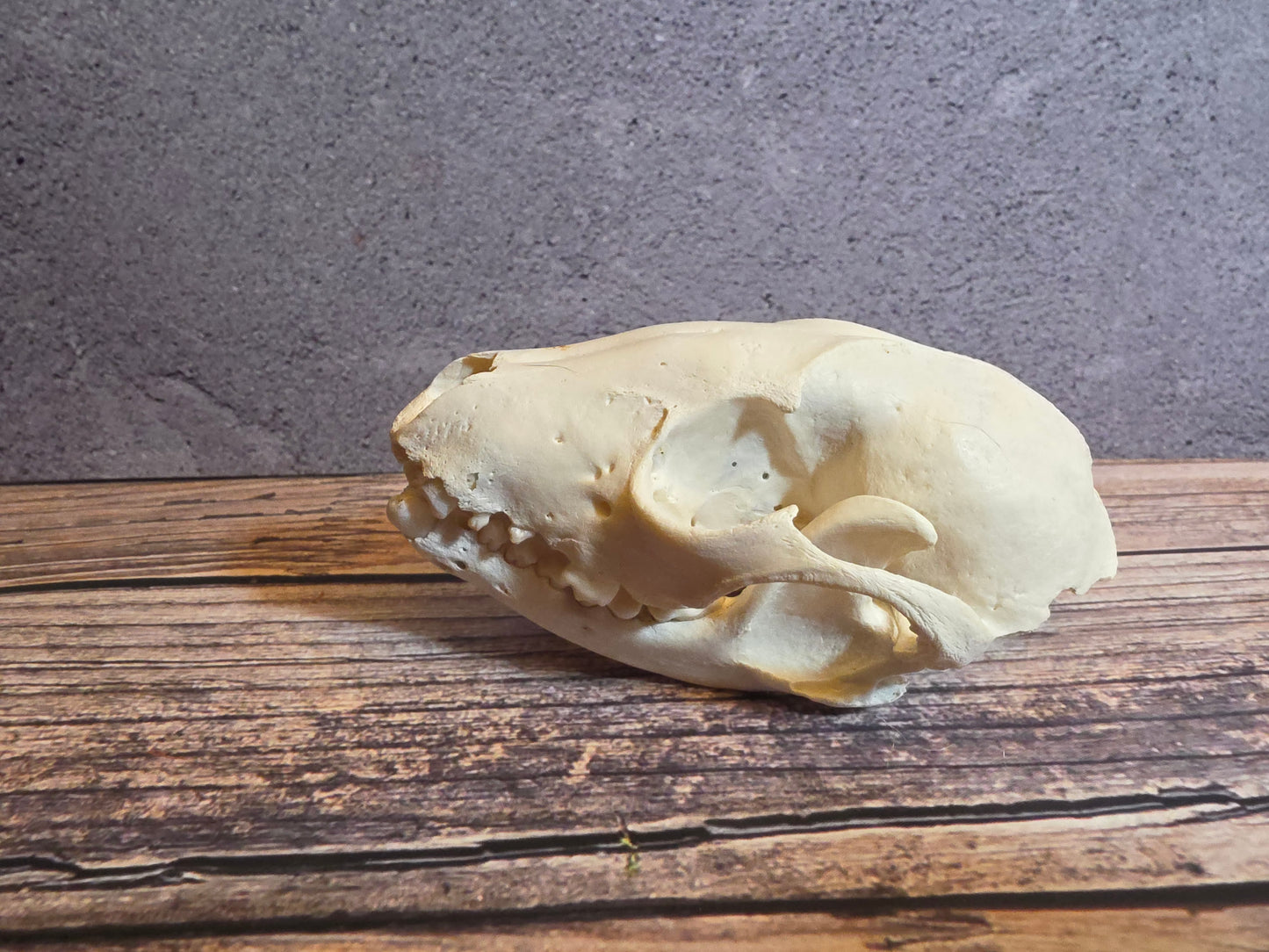 Geriatric Raccoon Skull w/ Dental Pathology