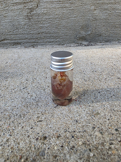 Squirrel Heart Wet Specimen Vial