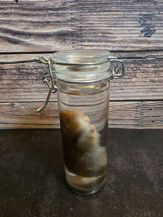 Hamster Wet Specimen (Sm) #3