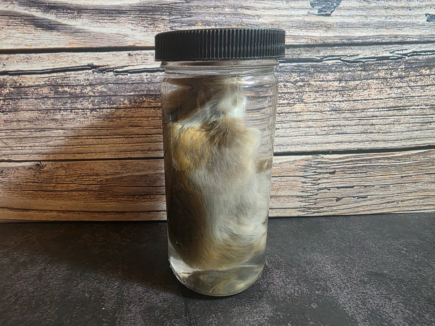 Hamster Wet Specimen (L)
