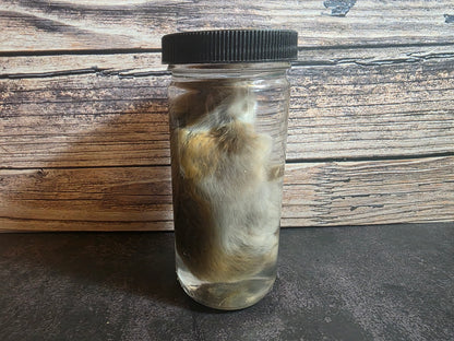 Hamster Wet Specimen (L)