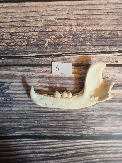 Craft Grade Raccoon Jawbone