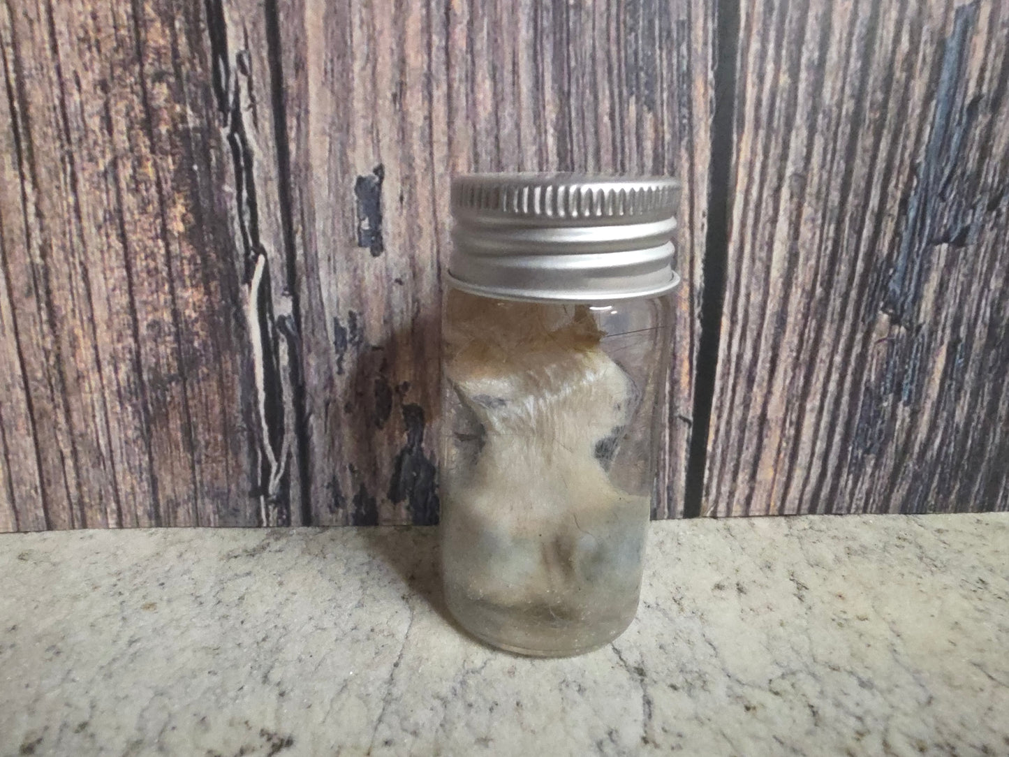 Virginia Opossum Testicles Wet Specimen (#4)