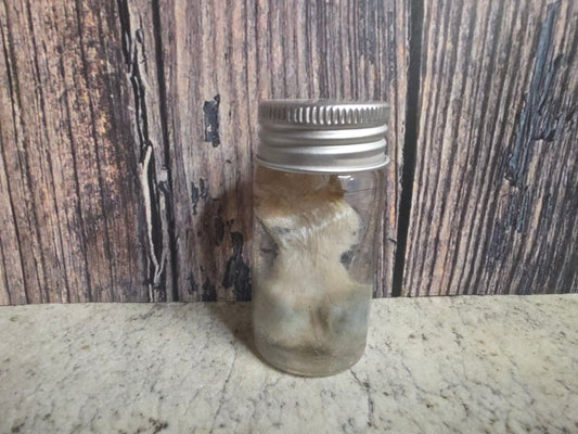 Virginia Opossum Testicles Wet Specimen (#4)