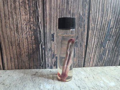 Red Fox Penis Wet Specimen