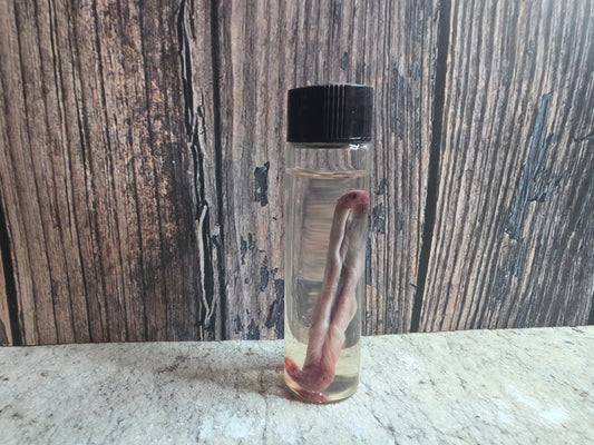 Red Fox Penis Wet Specimen