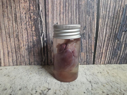 Imperfect Virginia Opossum Heart Wet Specimen (#3)