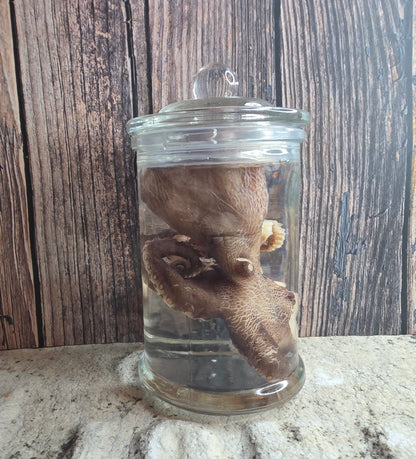 Octopus Wet Specimen (Pathological, Nubs w/ Suckers on Ends)