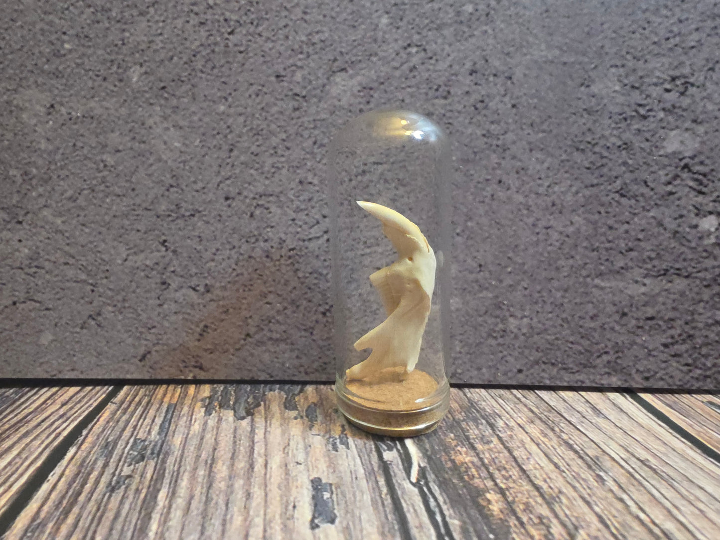 Muskrat Jawbone Curio Dome