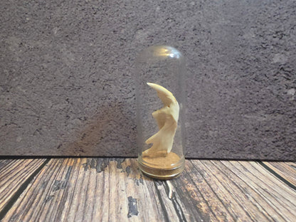 Muskrat Jawbone Curio Dome