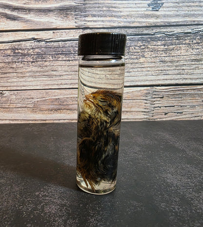 Quail Chick Wet Specimen Vial