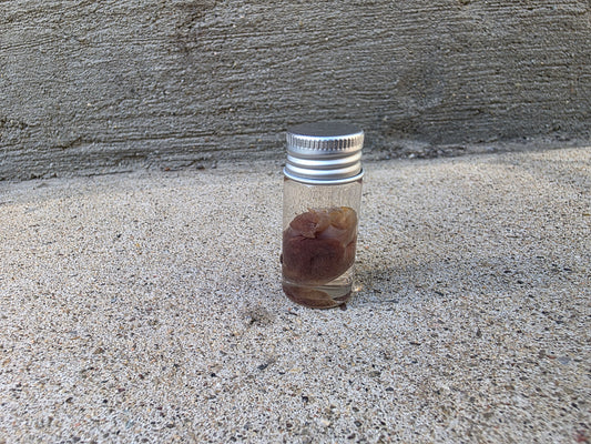 Squirrel Heart Wet Specimen Vial