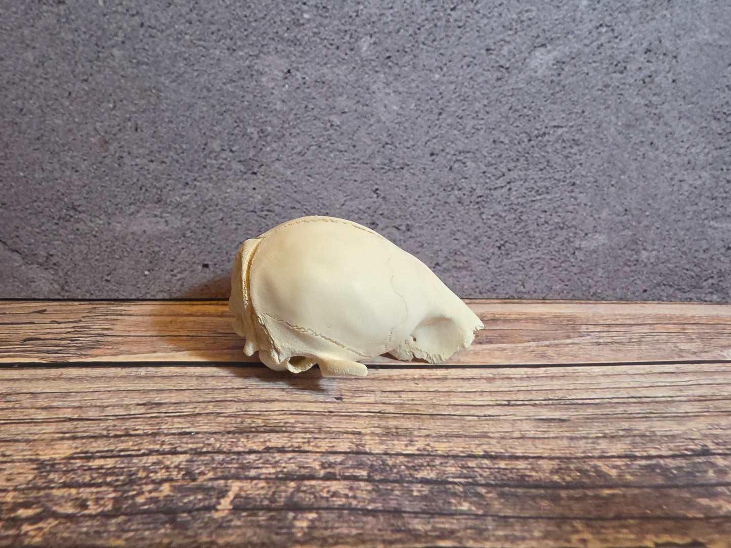 Partial Adolescent Raccoon Skull