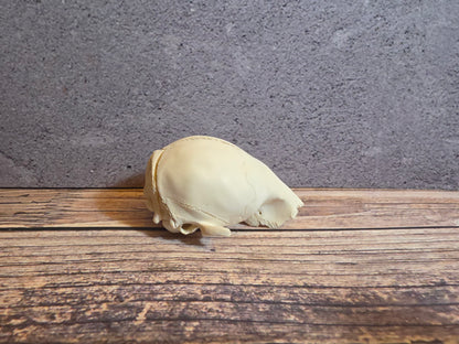 Partial Adolescent Raccoon Skull