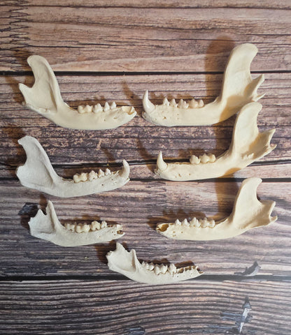Craft Grade Raccoon Jawbone