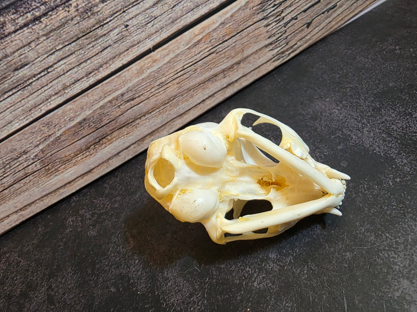 Juvenile Domestic Cat Skull