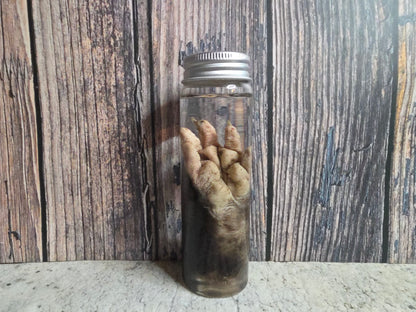 Virginia Opossum Front Paw Wet Specimen