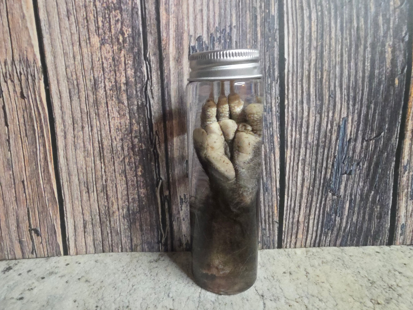 Virginia Opossum Back Paw Wet Specimen