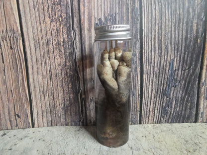 Virginia Opossum Back Paw Wet Specimen